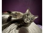 Adopt Ash a Gray or Blue Domestic Shorthair (short coat) cat in Scranton