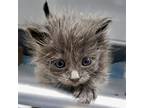 Adopt Cola a Domestic Mediumhair / Mixed cat in Oakland, CA (41550448)