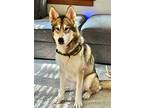 Adopt Suki a Tricolor (Tan/Brown & Black & White) Husky / Mixed dog in Omaha