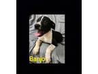 Adopt Banjo a Black - with White Shepherd (Unknown Type) dog in Lexington