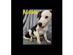 Adopt AURORA a Black - with Brown, Red, Golden, Orange or Chestnut Shepherd