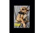 Adopt Blair a Brown/Chocolate - with White Shepherd (Unknown Type) dog in