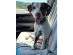Adopt Shane a White - with Brown or Chocolate Hound (Unknown Type) / Mixed dog