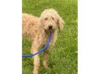 Adopt Vanna Grace a Tan/Yellow/Fawn Goldendoodle dog in Osgood, IN (41530281)