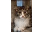 Adopt Barnetta a Domestic Longhair / Mixed cat in Wheaton, IL (41494706)