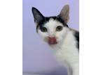 Adopt Southpaw a Domestic Shorthair / Mixed (short coat) cat in Wheaton