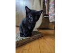 Adopt Anise a All Black Domestic Shorthair / Mixed cat in Wheaton, IL (41550829)