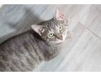 Adopt Chichi a Domestic Shorthair / Mixed (short coat) cat in Wheaton