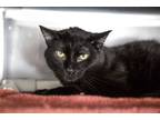 Adopt Zipper a All Black Domestic Shorthair / Mixed cat in Wheaton