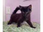 Adopt Moose a All Black Domestic Shorthair / Mixed cat in Wheaton, IL (41550825)