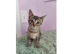 Adopt Angie a Domestic Shorthair / Mixed cat in Wheaton, IL (41550822)