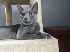 Adopt Allspice a Gray or Blue Domestic Mediumhair / Mixed (short coat) cat in