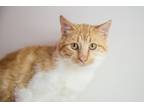 Adopt Nelson a Domestic Shorthair / Mixed (short coat) cat in Wheaton