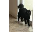 Adopt Flynn a All Black Domestic Longhair / Mixed (long coat) cat in Sacramento