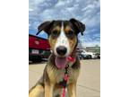Adopt JAZZ a Shepherd (Unknown Type) dog in Westminster, CO (41550815)