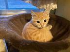 Adopt Sheeran a Orange or Red Domestic Shorthair cat in Smyrna, GA (41530161)