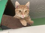Adopt Ed a Orange or Red (Mostly) Domestic Shorthair (short coat) cat in Smyrna
