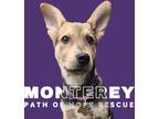 Adopt Monterey a Tan/Yellow/Fawn - with Black Shepherd (Unknown Type) dog in