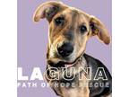 Adopt Laguna a Tan/Yellow/Fawn - with Black Shepherd (Unknown Type) dog in