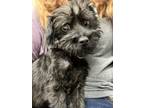 Adopt Zuri Milo a Pekingese / Poodle (Miniature) dog in Marietta, GA (41550878)