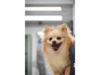 Adopt Daisy a White Pomeranian / Mixed dog in Marietta, GA (41550877)