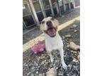 Adopt Carrie a Tan/Yellow/Fawn - with White Mixed Breed (Medium) dog in