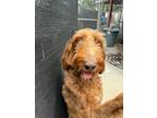 Adopt Ella a Irish Setter / Poodle (Standard) dog in Marietta, GA (41550875)