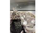 Adopt Fennel a Spotted Tabby/Leopard Spotted Domestic Shorthair / Mixed cat in