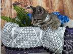 Adopt Tucker a Brown Tabby Domestic Shorthair / Mixed (short coat) cat in Anoka
