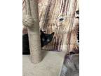 Adopt Liz a All Black Domestic Shorthair / Mixed (short coat) cat in Anoka