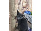 Adopt Trae a Gray or Blue (Mostly) Domestic Shorthair / Mixed (short coat) cat