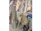 Adopt Titi a Orange or Red Tabby Domestic Shorthair / Mixed (short coat) cat in