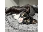 Adopt Megan a Black & White or Tuxedo Domestic Shorthair / Mixed cat in Anoka