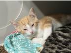Adopt Hansel a Orange or Red (Mostly) Domestic Shorthair / Mixed cat in Anoka
