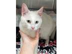 Adopt Strawberita a White Domestic Shorthair / Mixed (short coat) cat in Anoka