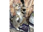 Adopt Lark a Brown Tabby Domestic Shorthair / Mixed (short coat) cat in Anoka