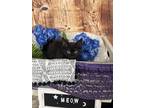 Adopt Zara a All Black Domestic Shorthair / Mixed (short coat) cat in Anoka