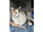 Adopt Charm a Domestic Shorthair / Mixed cat in Anoka, MN (41550854)