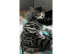 Adopt Carolina a Gray, Blue or Silver Tabby Domestic Shorthair / Mixed cat in