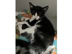 Adopt Bell a Black & White or Tuxedo Domestic Shorthair / Mixed cat in Anoka