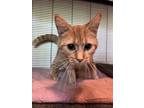 Adopt Toot a Orange or Red Domestic Shorthair / Mixed cat in Anoka