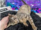 Adopt Calvin a Brown Tabby Domestic Shorthair / Mixed cat in Anoka
