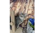 Adopt Novalee a Brown Tabby Domestic Shorthair / Mixed (short coat) cat in