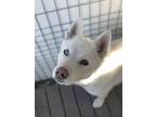 Adopt Snowflake a White Husky dog in Moses Lake, WA (41494981)