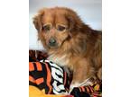 Adopt Teddy a Red/Golden/Orange/Chestnut Spaniel (Unknown Type) dog in Moses