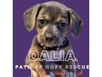 Adopt Dalia a Gray/Blue/Silver/Salt & Pepper Golden Retriever / Dachshund dog in