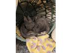 Adopt Pebbles and bam bam a Black Netherland Dwarf / Mixed rabbit in Melbourne