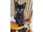Adopt Jenny a All Black Domestic Shorthair / Mixed (short coat) cat in Louisa