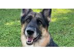 Adopt Banner a German Shepherd Dog / Mixed dog in Waxahachie, TX (41530143)