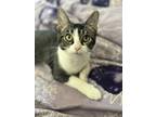 Adopt Ashley a Domestic Shorthair (short coat) cat in South Bend, IN (41494683)